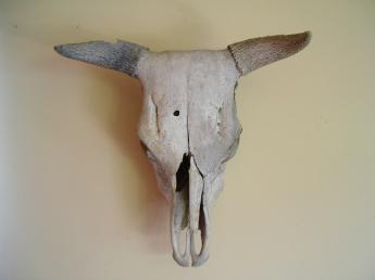 This is a picture of a typical bleached skull 